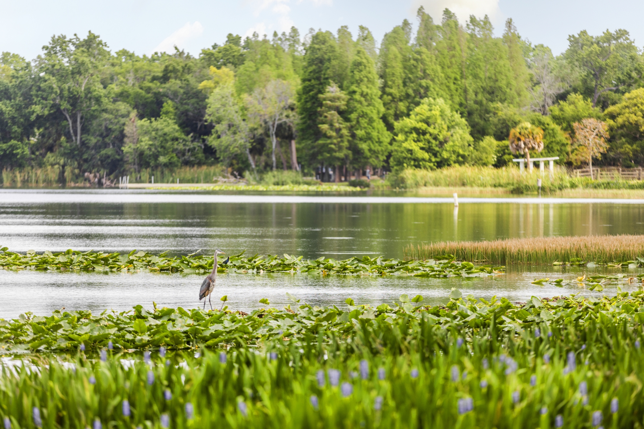 Westminster Lakeland, Lakeland, FL 5