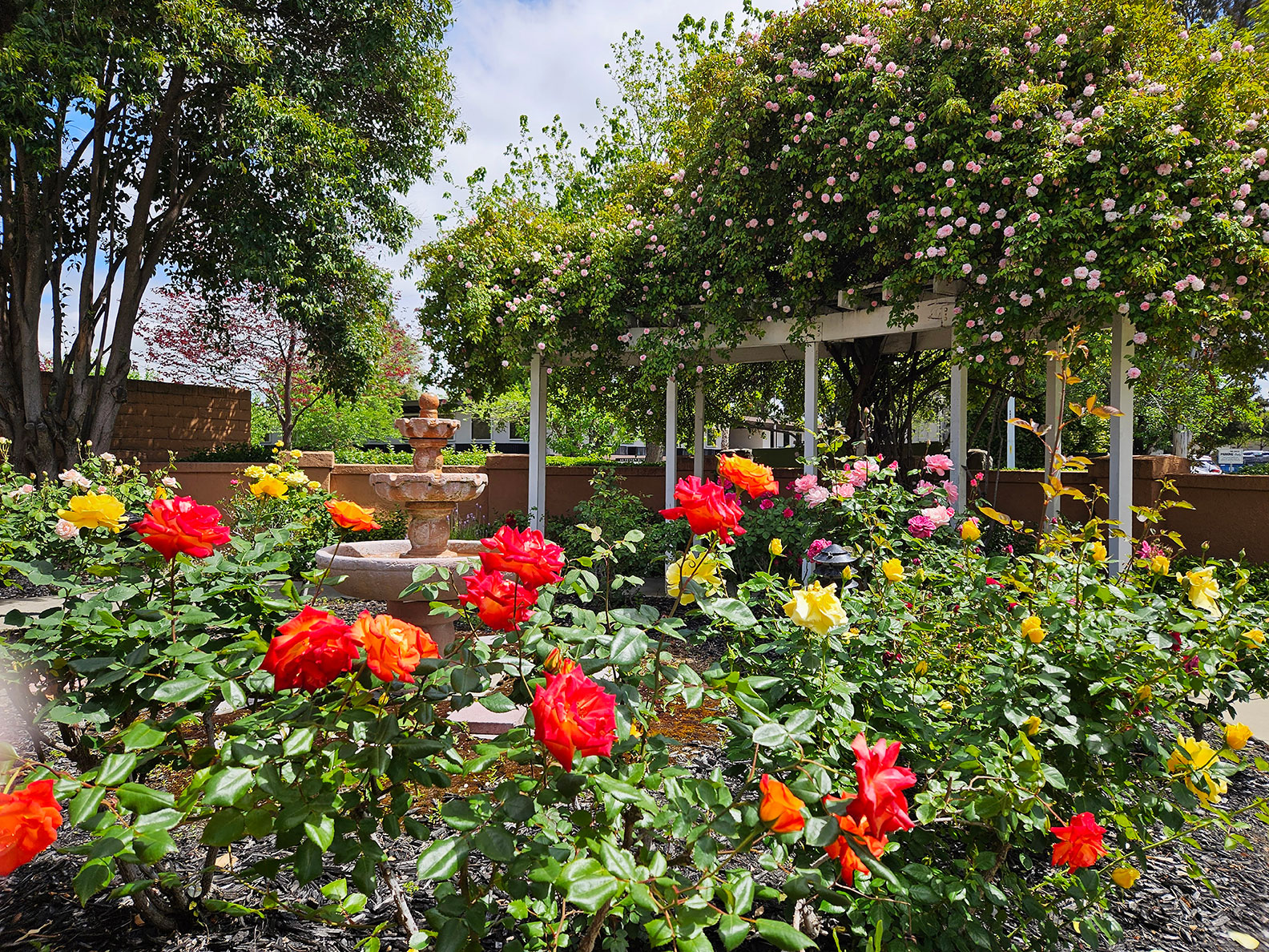 Ivy Park at Livermore, Livermore, CA 5