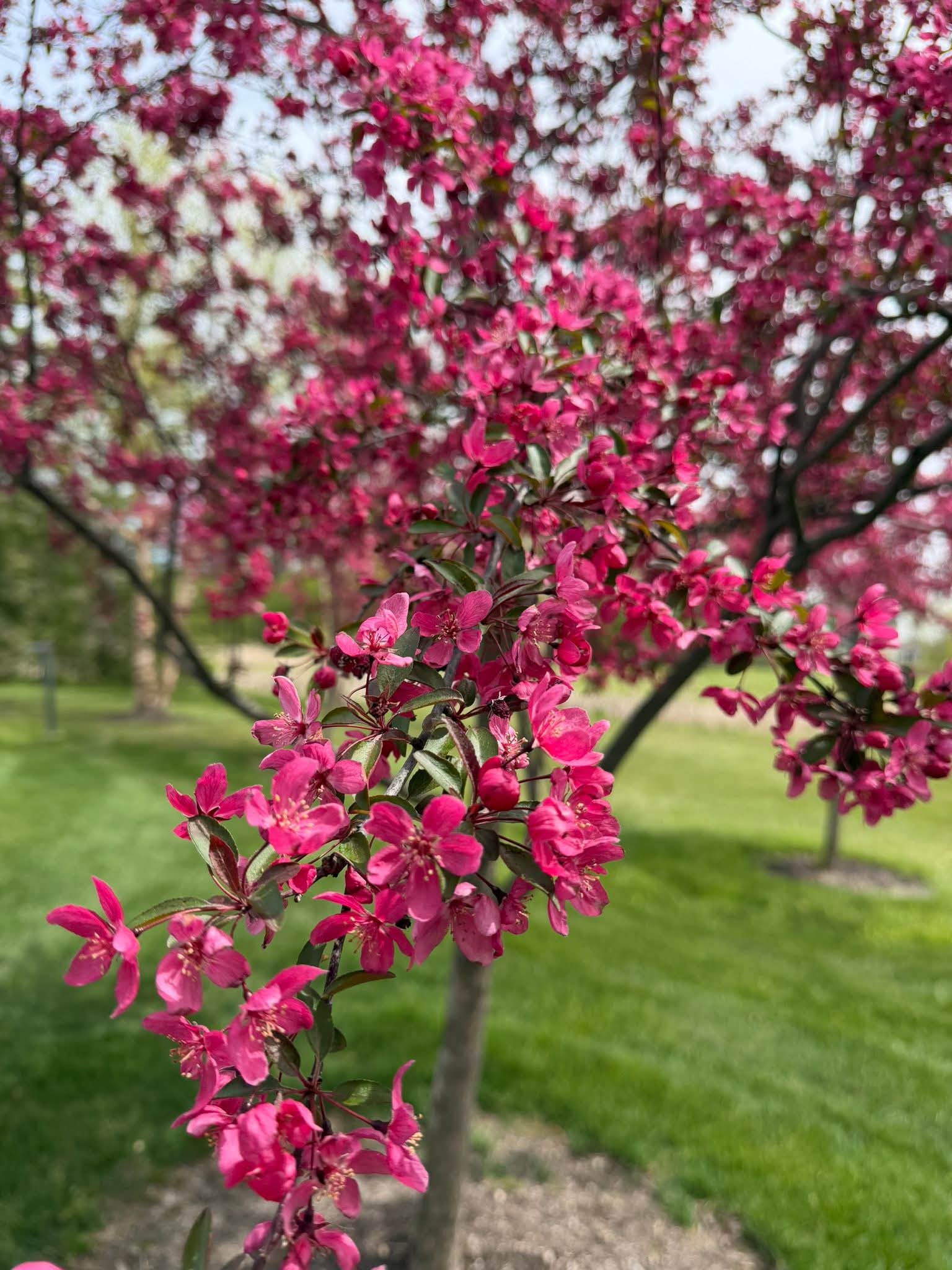 Tudor Oaks, Muskego, WI 4